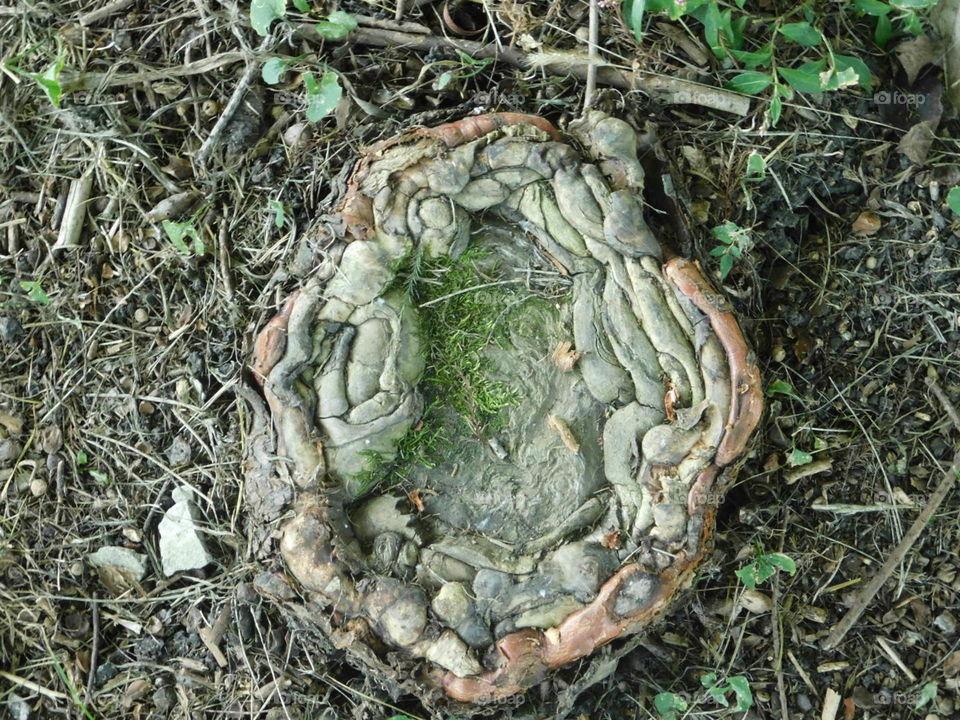 Molded and Discolored tree stump