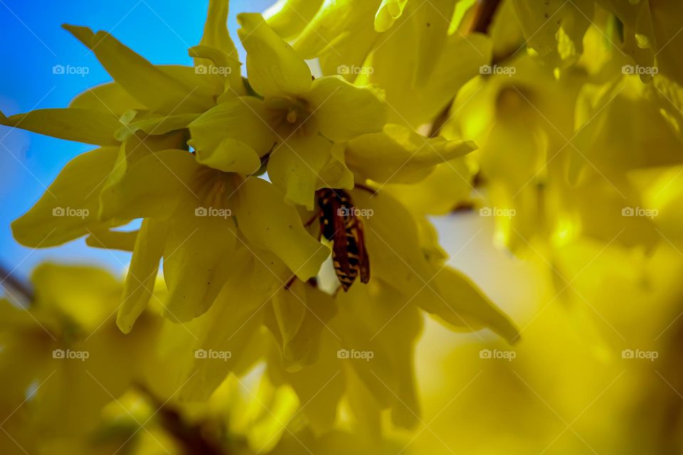 Wasp at the yellow flower