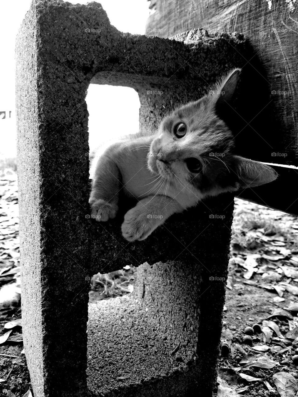 cinder block and the cat