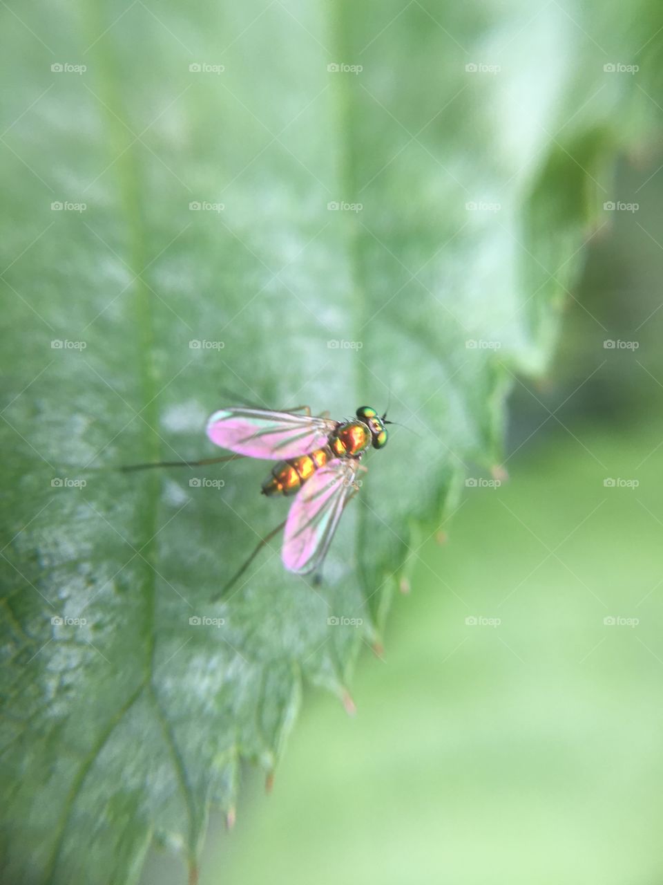 Tiny scintillating fly