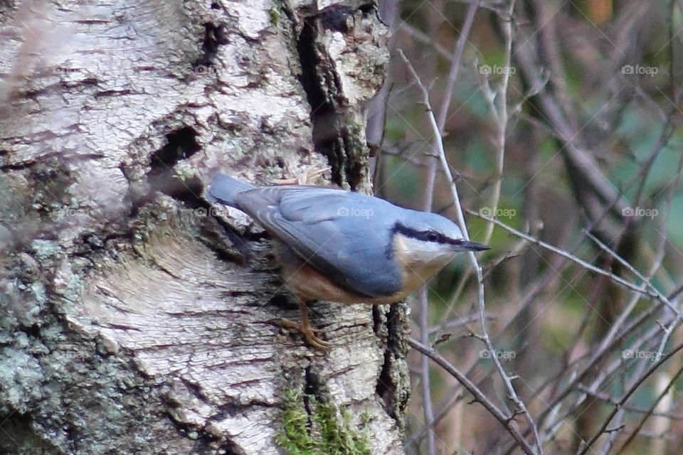 Nuthatch on tree