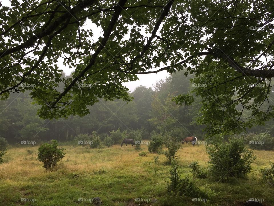 Landscape, Tree, No Person, Wood, Outdoors