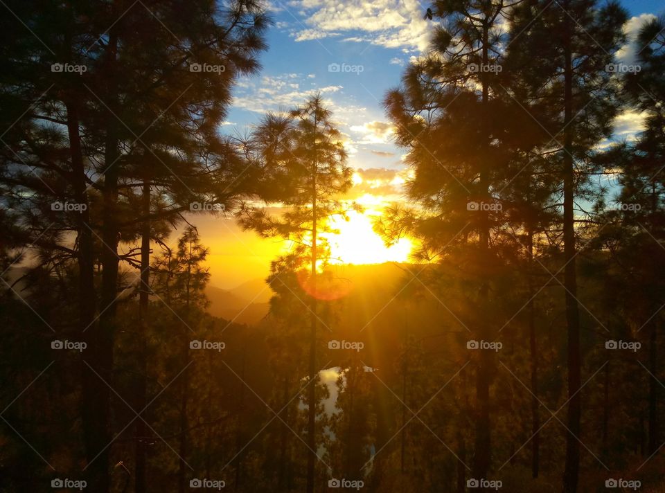 Tree, Dawn, Landscape, Sunset, Sun