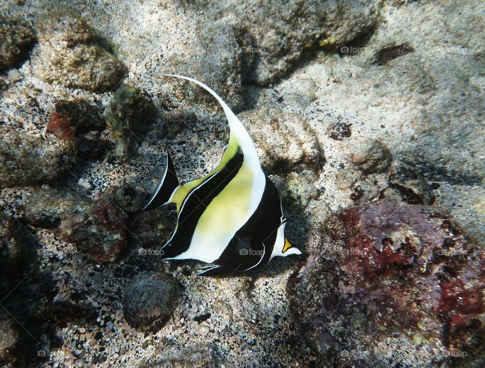 Angel Fish, Hawaii