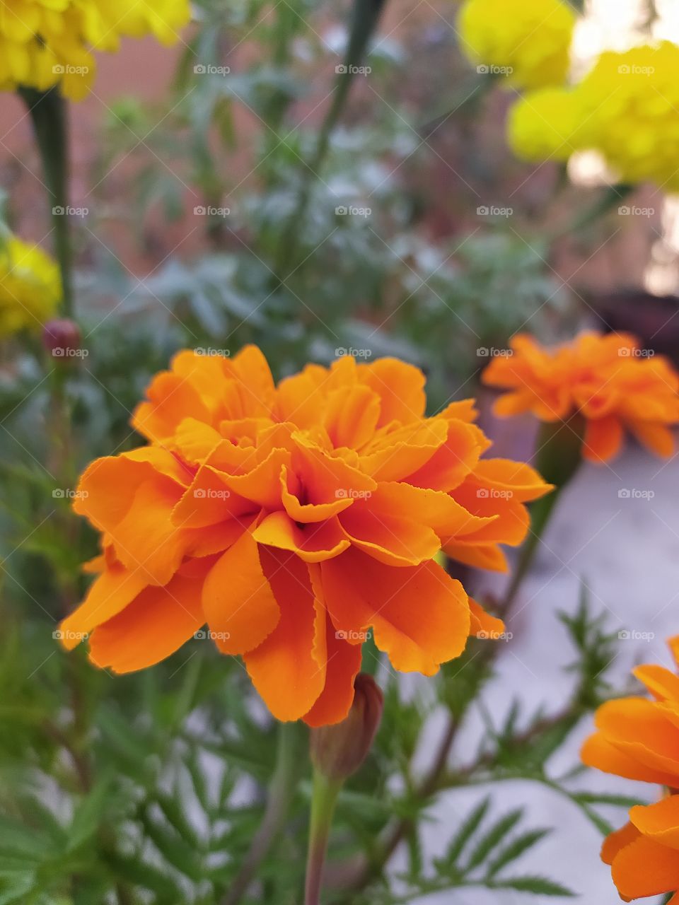 Marigolds going prettier with winter just round the corner