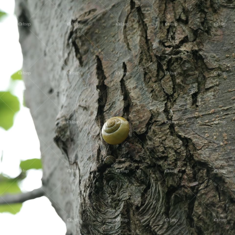 Snails on tree 