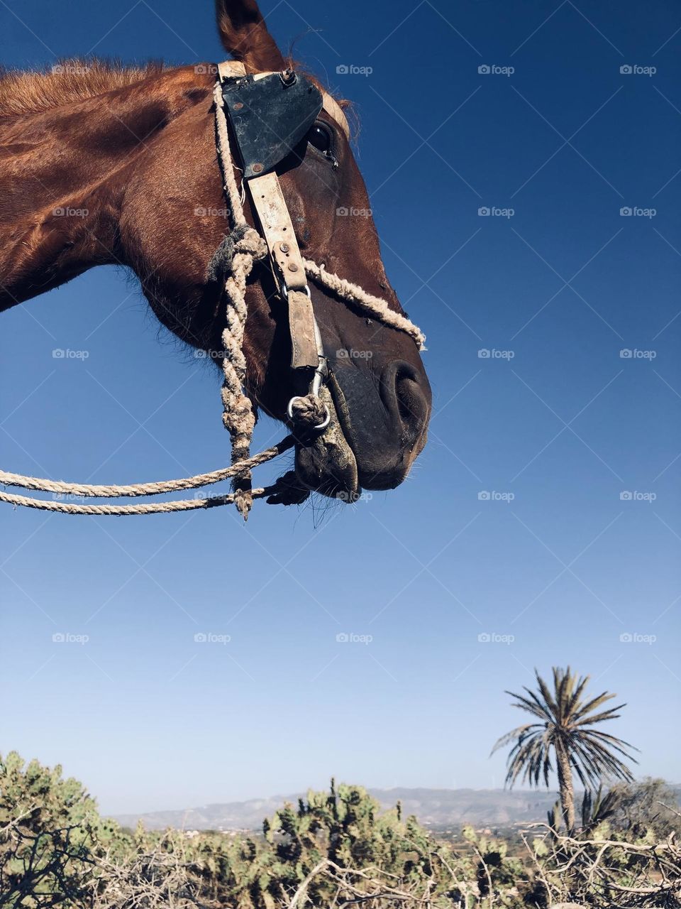 Beautiful horse looking at camera 