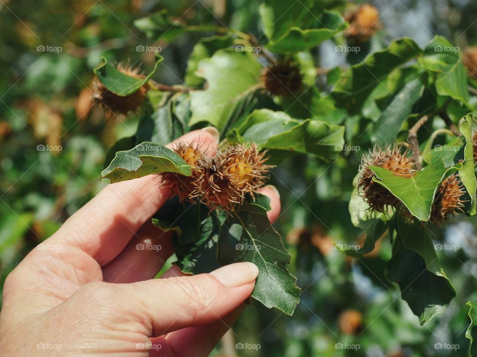 Beech nuts hanging on the tree