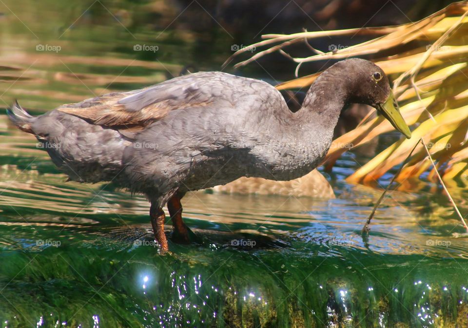 Brown Duck at the Waterfall