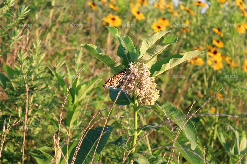 Nature, Flora, Leaf, Summer, Flower