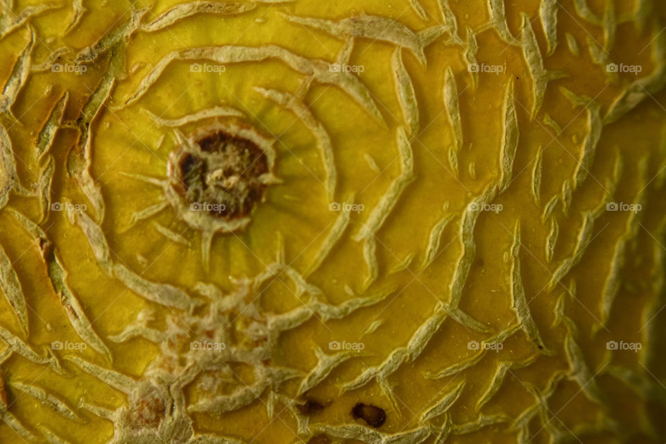 outer texture of melon, a summer fruit