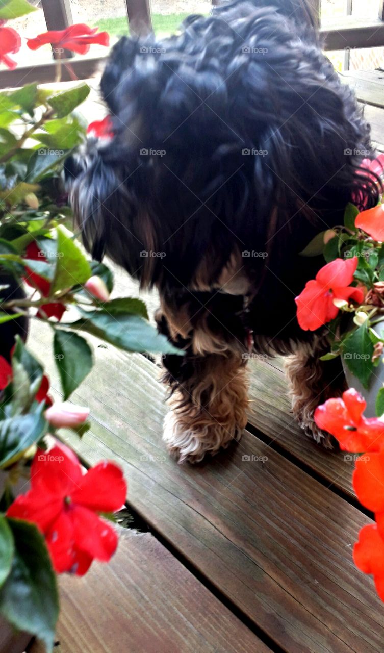 Dog and Flowers. Curious