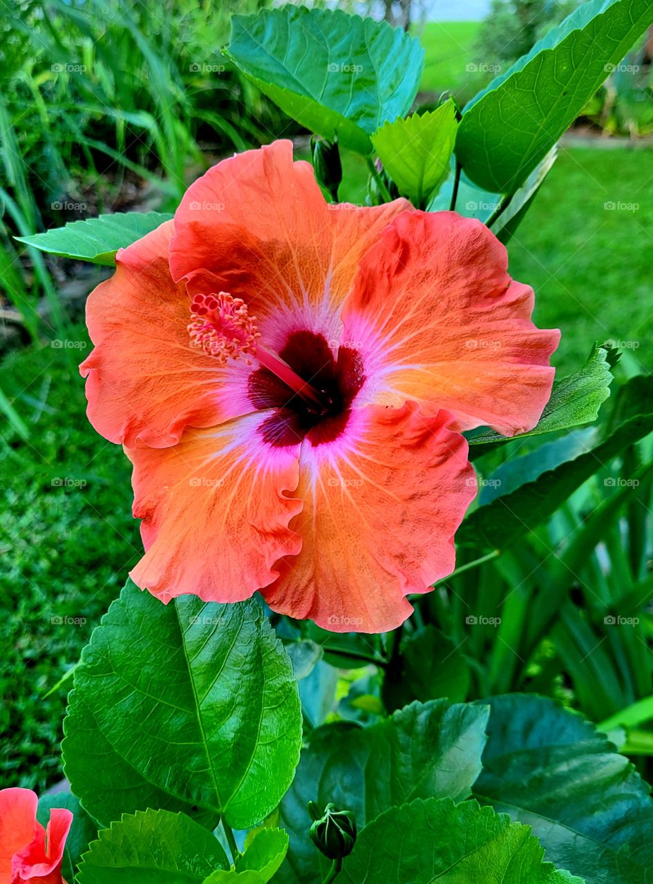 Beautiful Orange Hibiscus