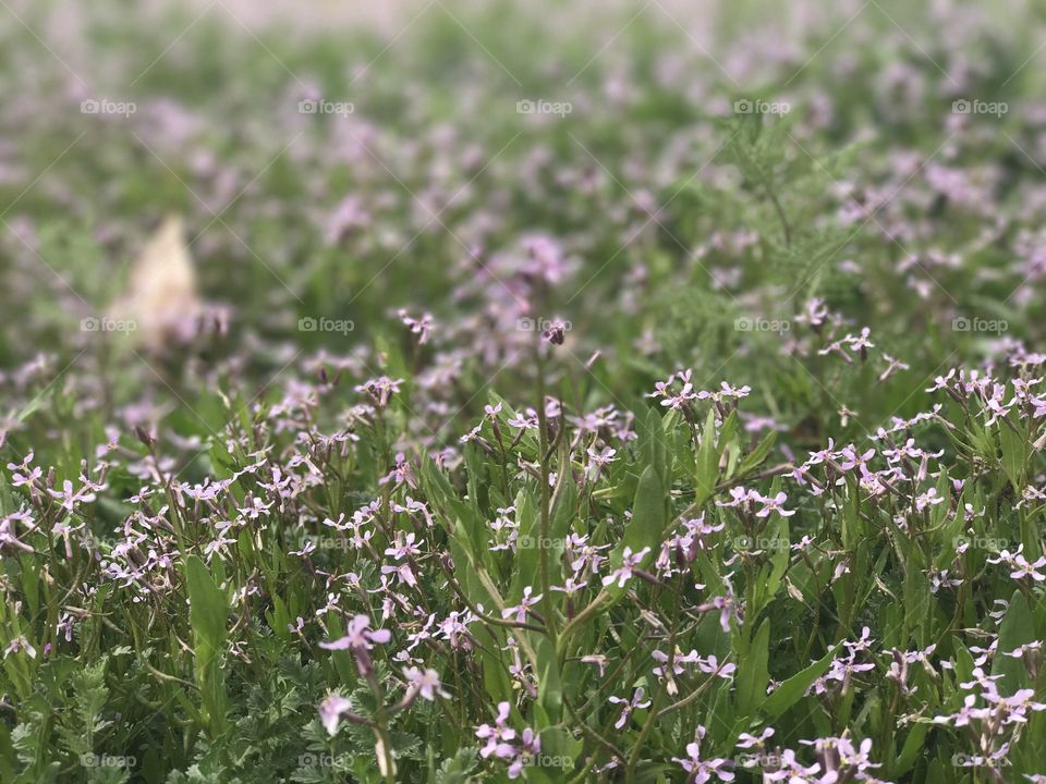 Flowers. 