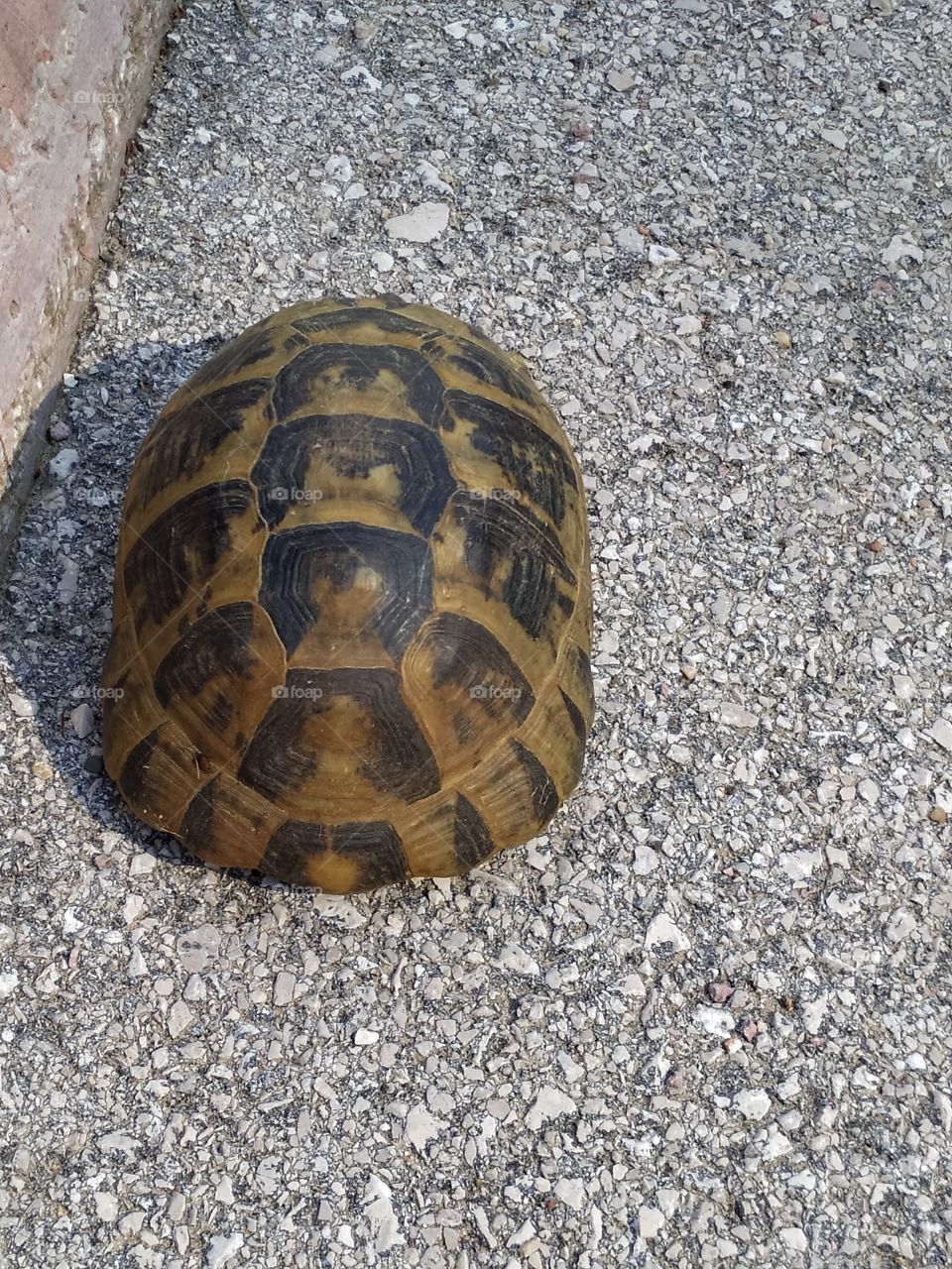 turtle but not ninja