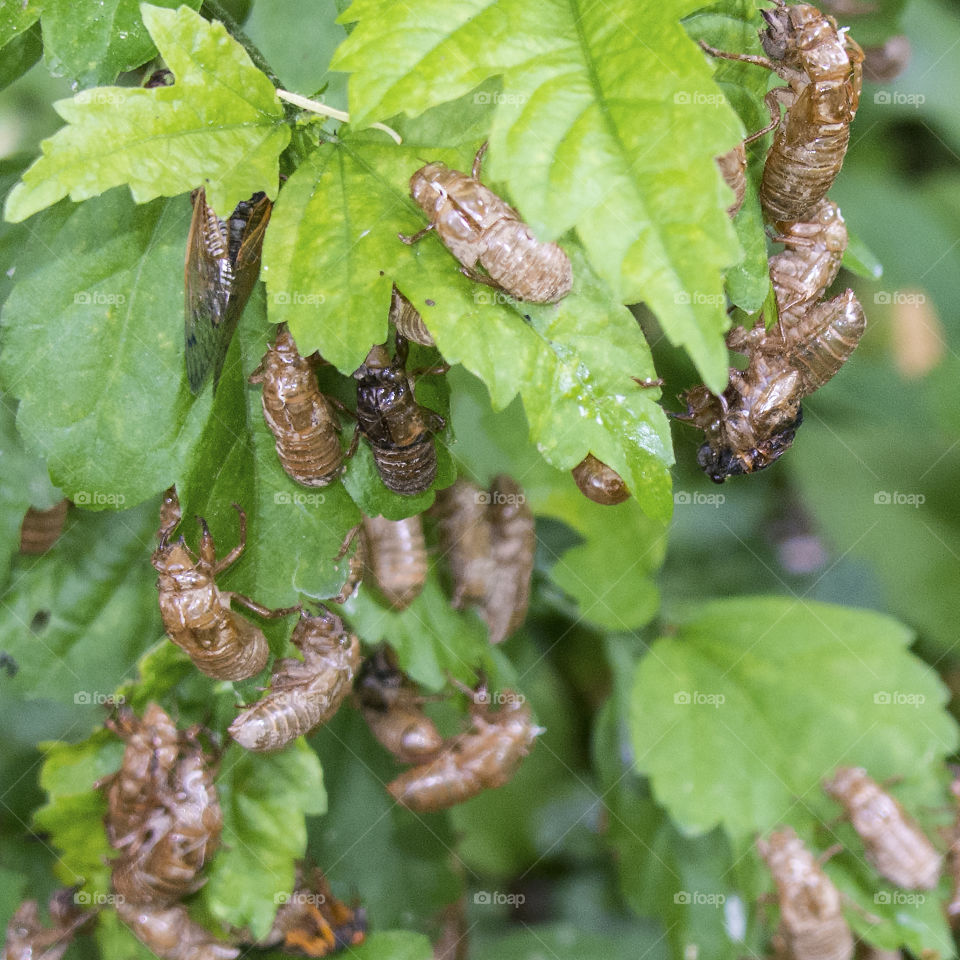 Many cicada shells on leaves