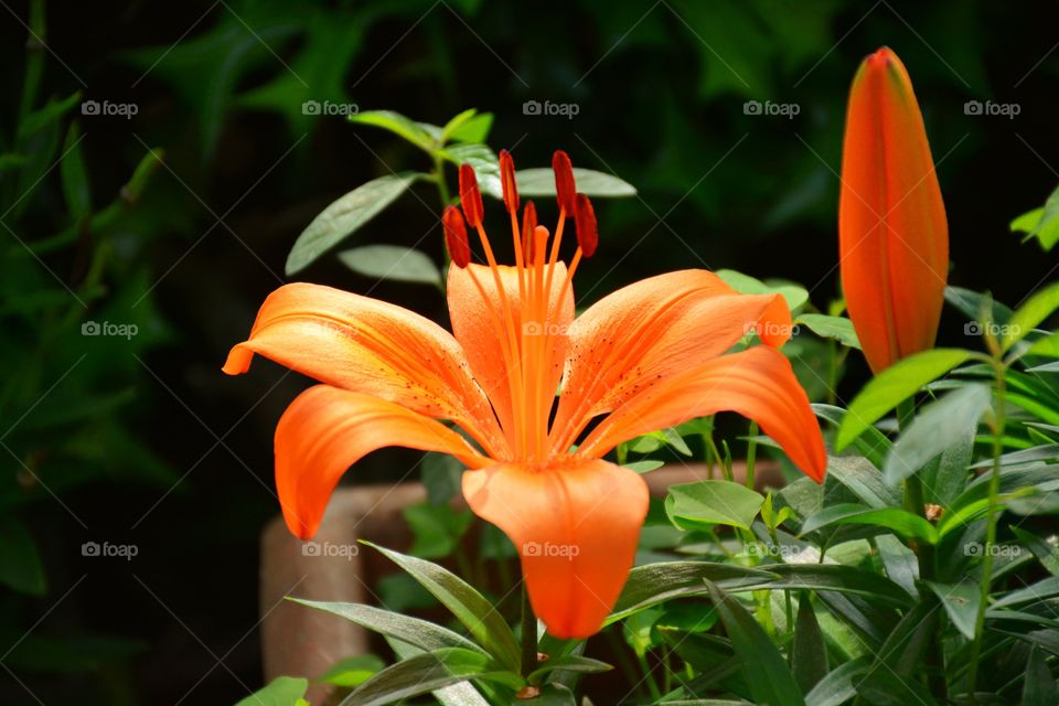 Close-up of blooming flowers