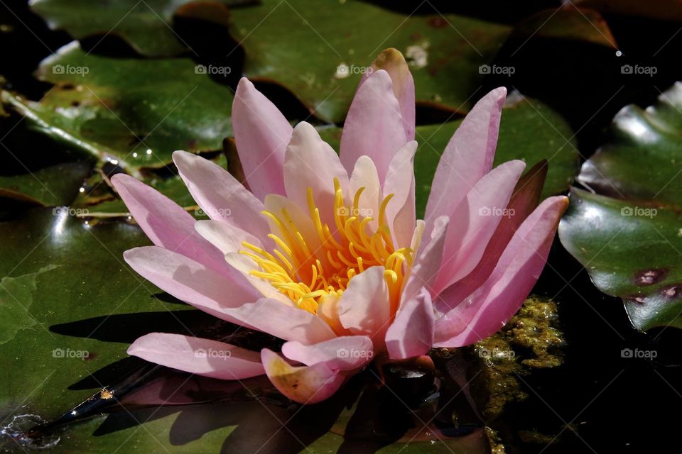 Close-up of pink water lily flower on pond. 