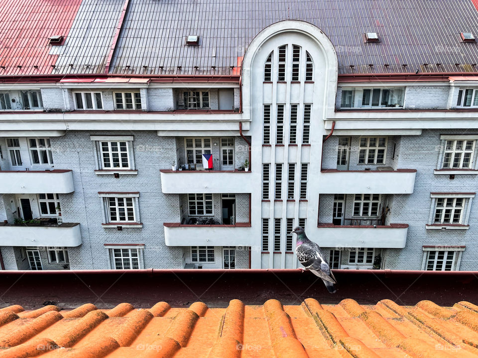 Pigeon sitting on rooftop.