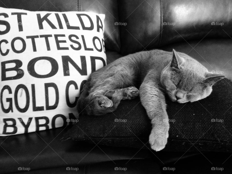 Aussie cat . George Winston Henry (British shorthair) sleeping with his Australiana pillow 