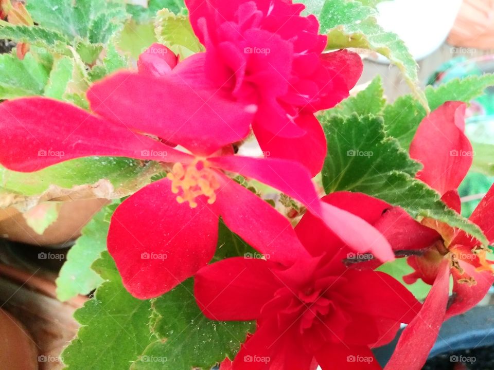 red flower2