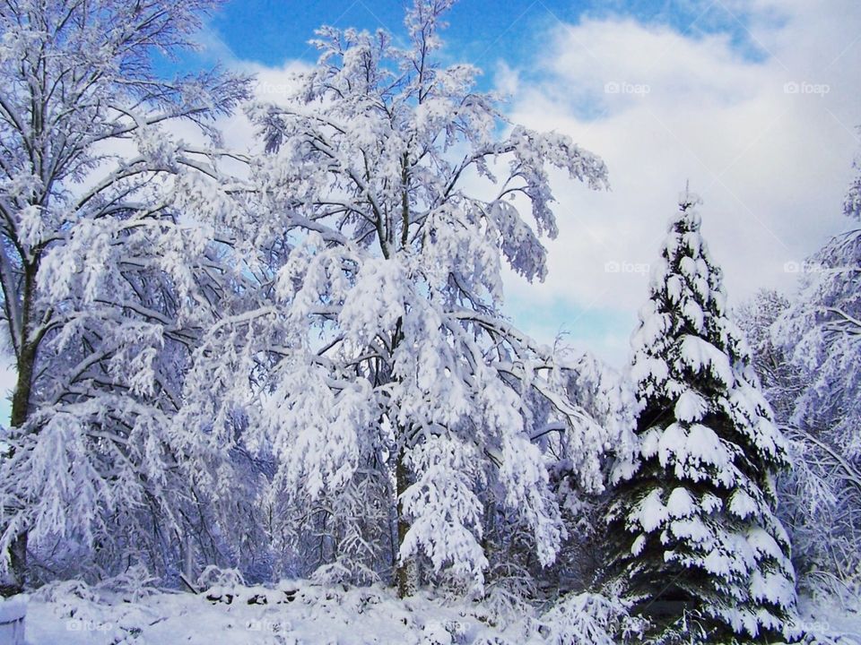 View of snowy trees in winter