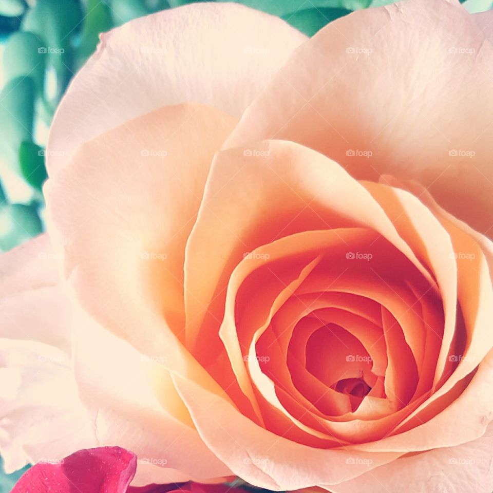 beauty in nature...peach rose