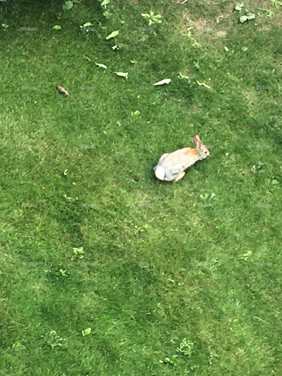 A view from above, this playful, wild, furry, brown and white bunny rabbit, hopping in lush green grass, in a yard, on this bright, sunny, summer day, having fun