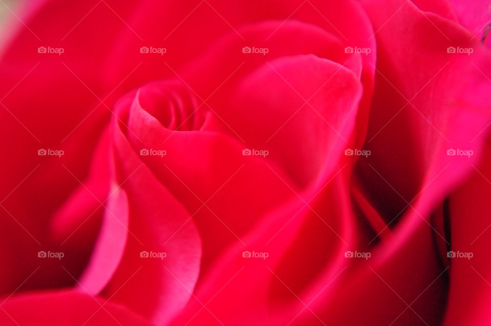 Close-up of flower head