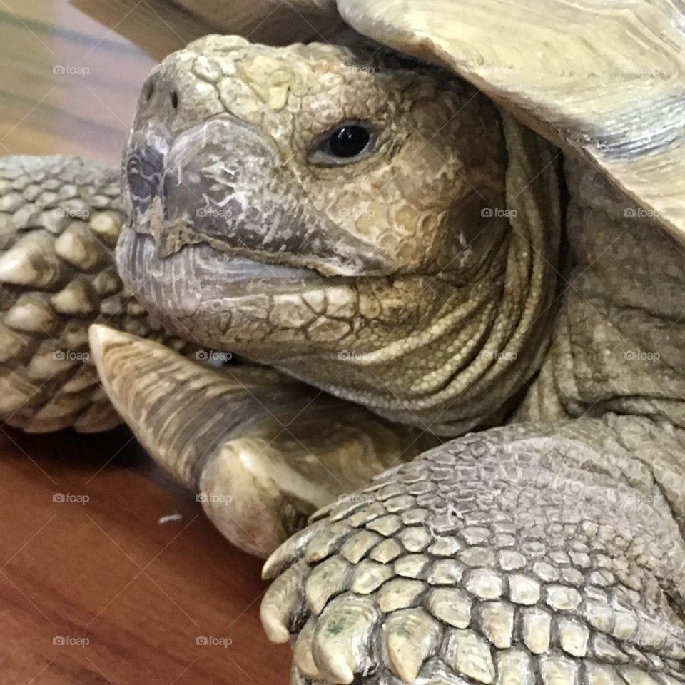 Sweet girl, Georgia. Tortoise extraordinare