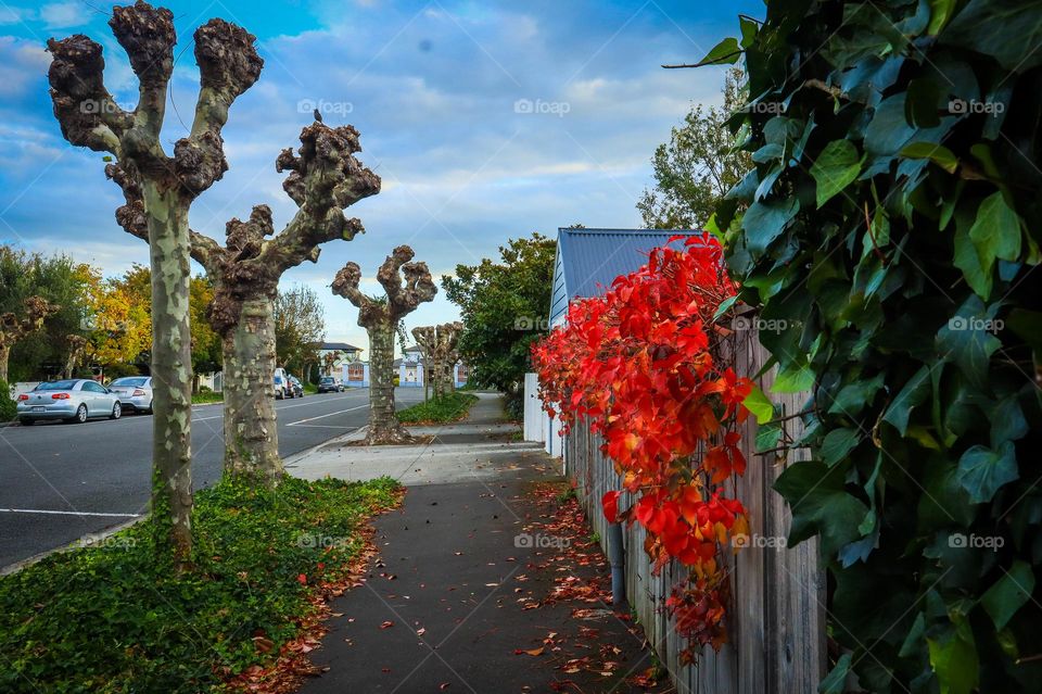 street view in springs