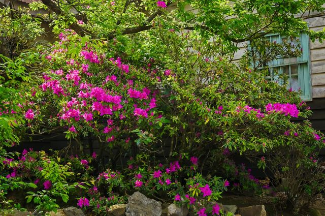 Spring is here and the backyard is again colourful and vibrant.