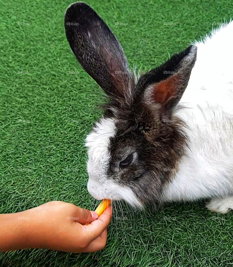 Little hand of a kid feeding a cute rabbit