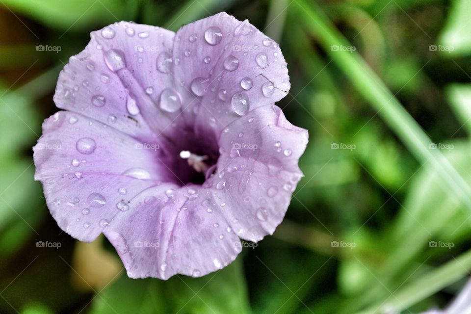 Lite purple flower I saw in our back yard with rain drops on it