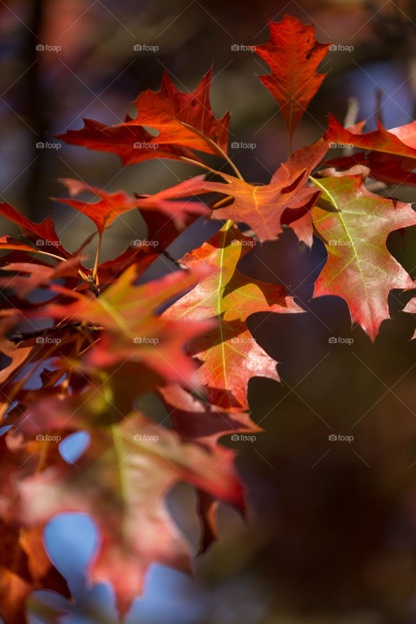 Old leaves in the Fall