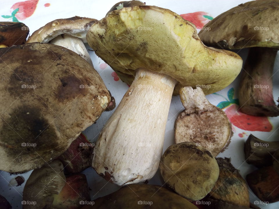 Mushrooms of the Black Forest