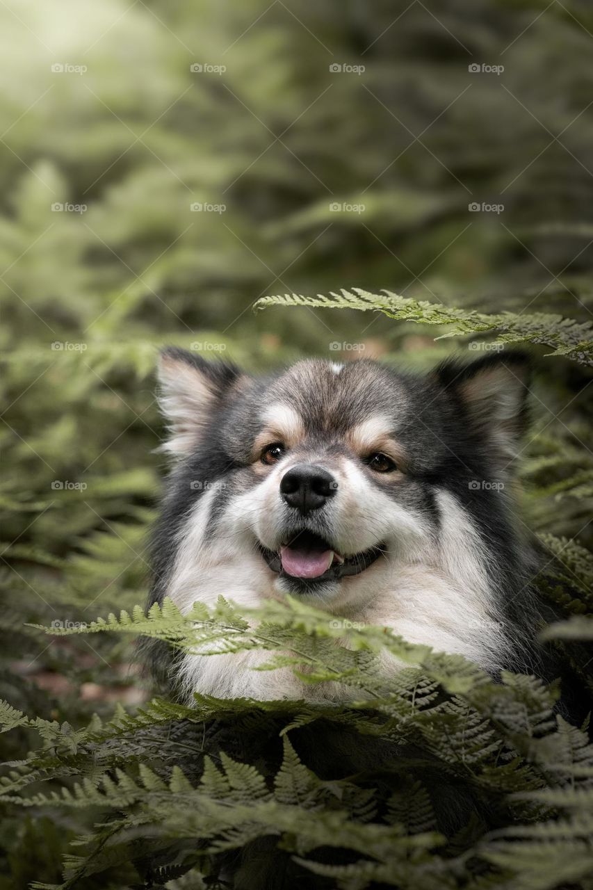 Portrait of a young Finnish Lapphund dog in the forest or woods 