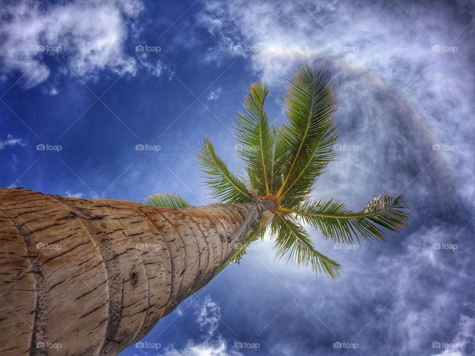 Coconut palm tree 