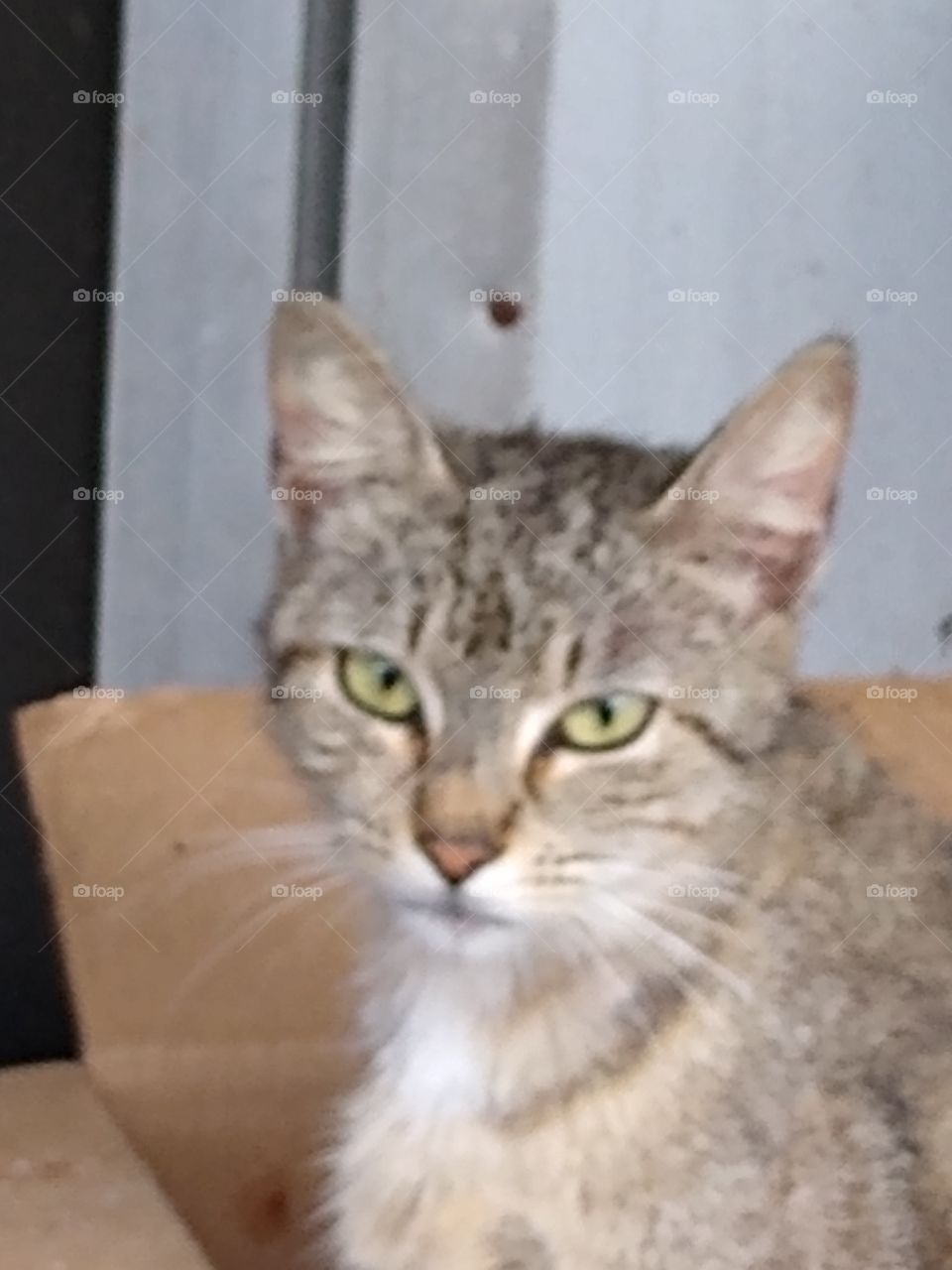 a homeless stray cat taking shelter in a box