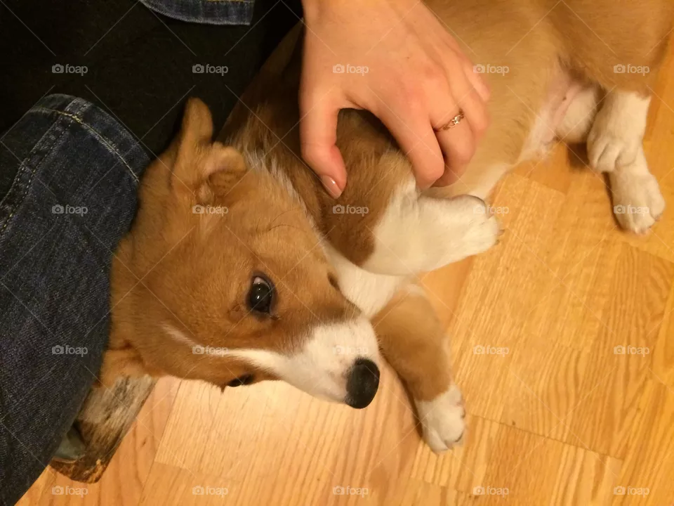 Dog, Mammal, Canine, Pet, One