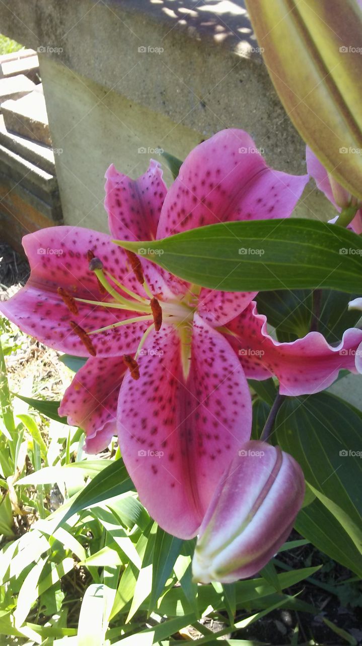 Pink Lily From the garden