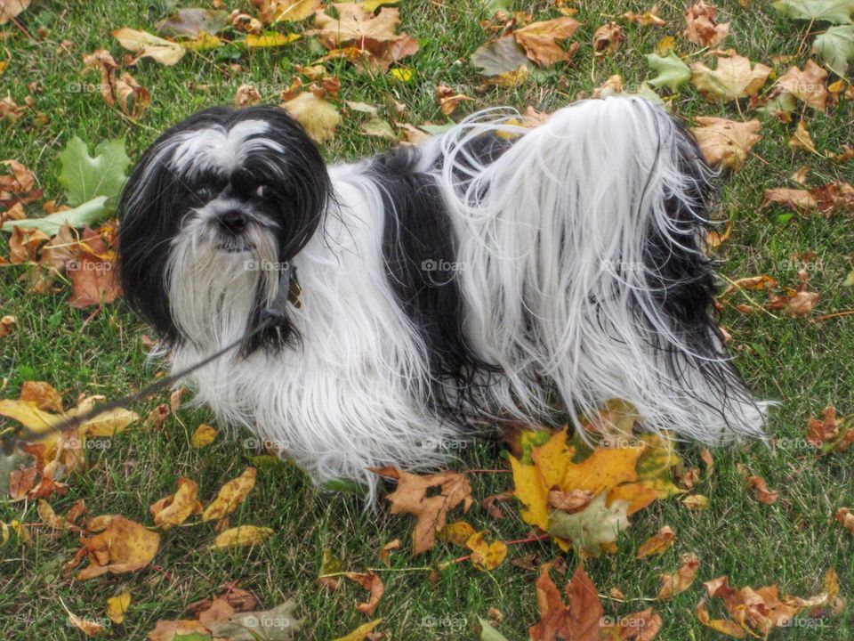 Beautiful Dog. Zoe in Autumn Leaves