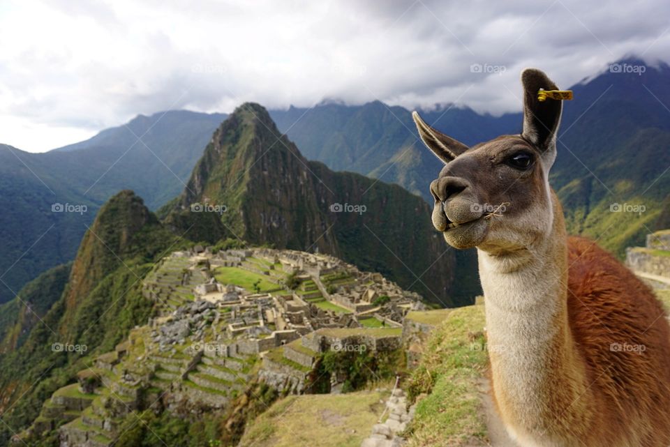#Machupicchu #llama #alpaca #scenic #views #peru #aguascalientes #southamerica #incans #incan #ruins #7wonders #7wondersoftheworld