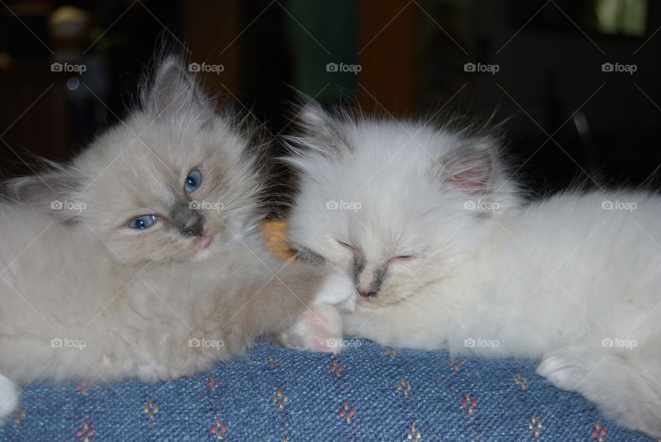 Ragdoll kittens