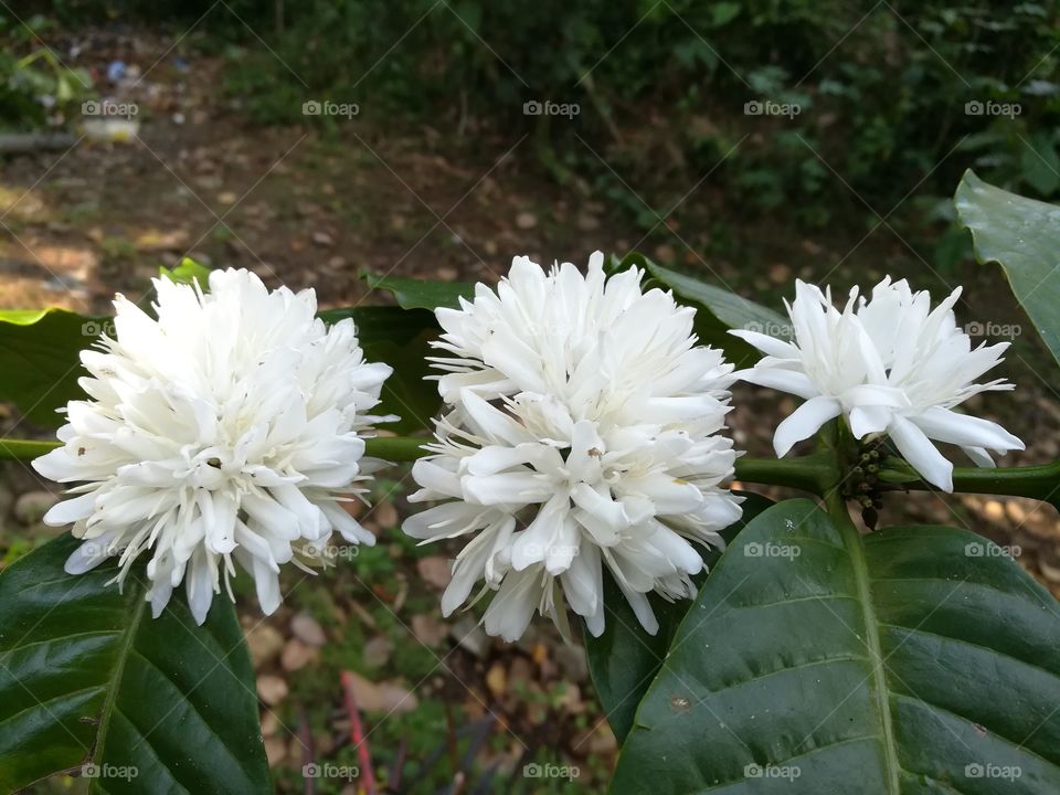 Coffee Flower