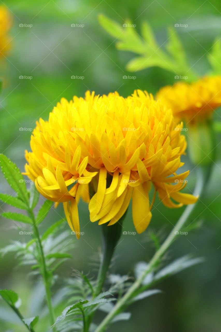 Marigold flowers