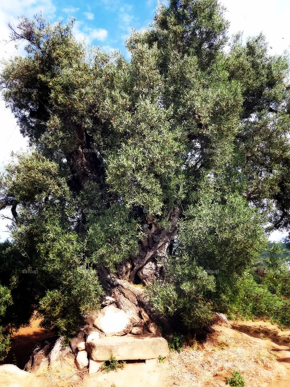 arbol