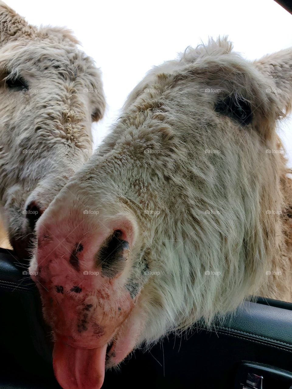 Feral Burros in Custer State Park, South Dakota.