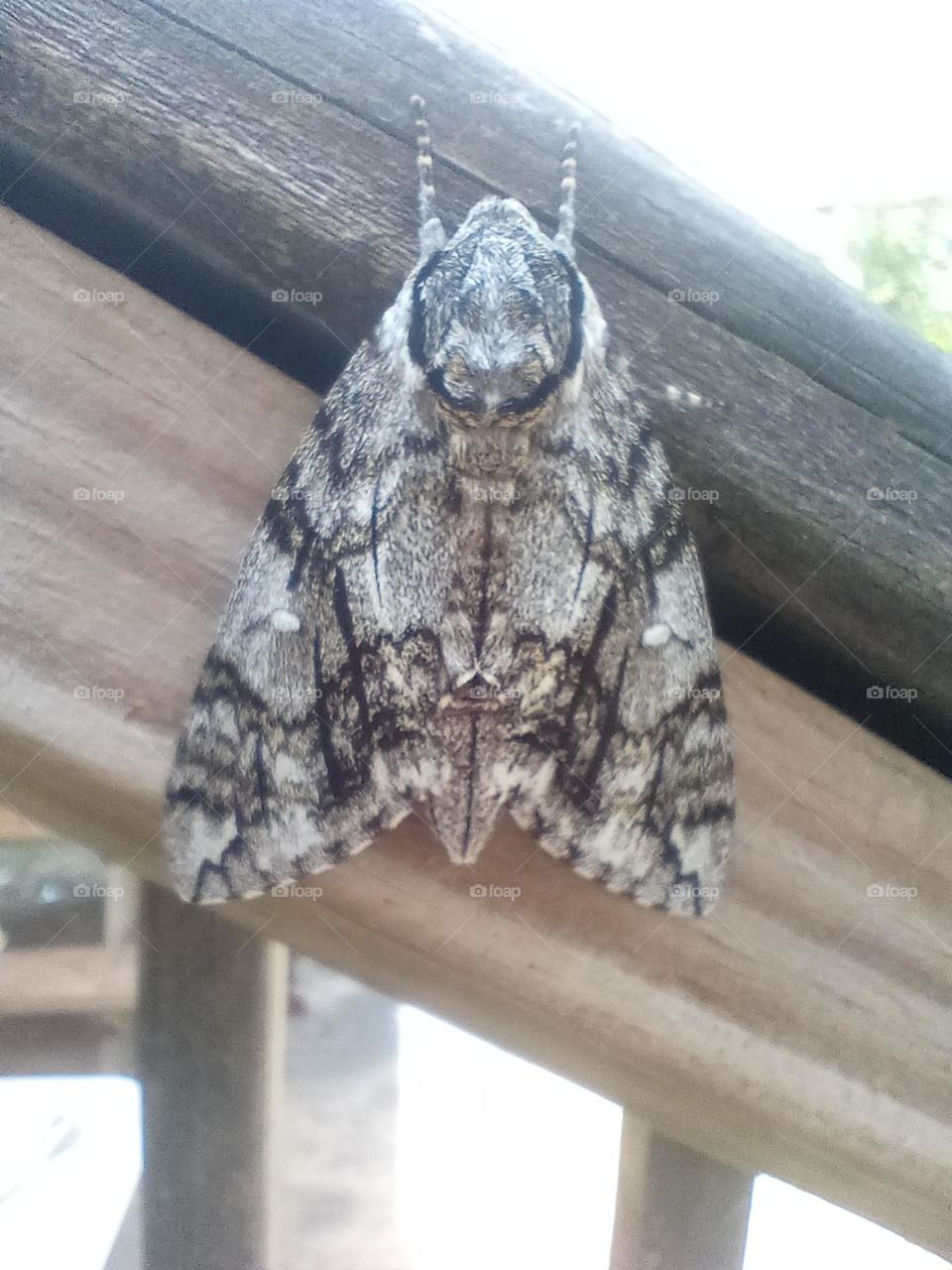 gorgeous moth