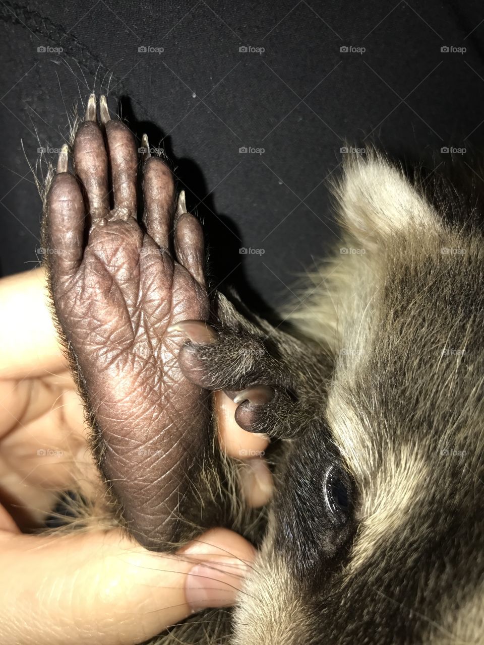 Baby Raccoon Foot